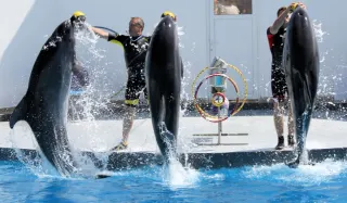 Antalya Sea Lions and Dolphin Show - 6