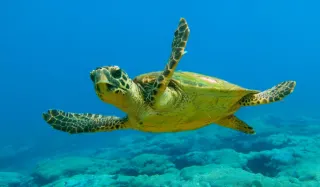 Marmaris Dalyan & Turtle Beach By Bus - 4
